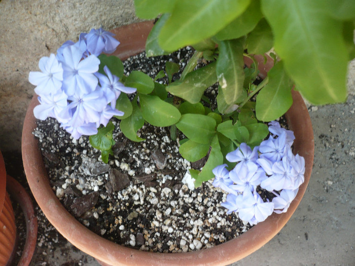 P1140895 - zzz-PLUMBAGO SI IASOMIE-iesite din colectie