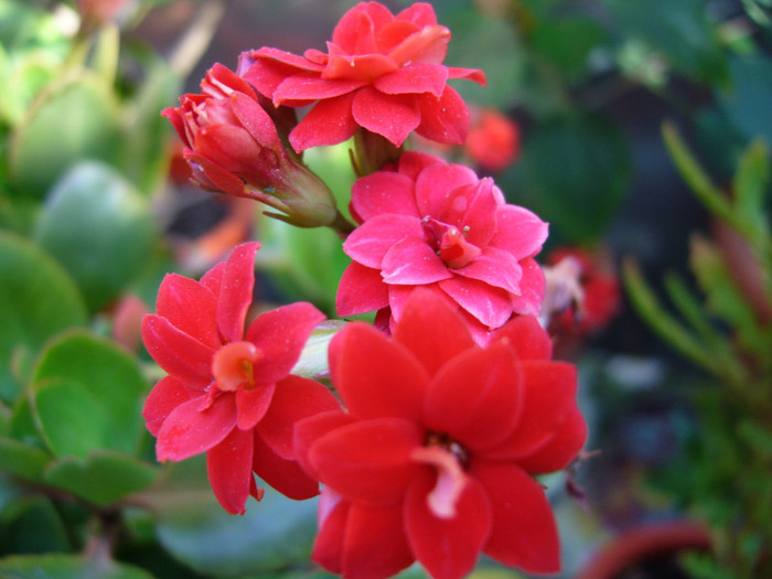 P1020482 - Kalanchoe-primavara -vara 2012