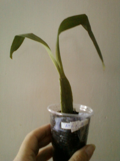 orhidee cambria - multumesc irinad