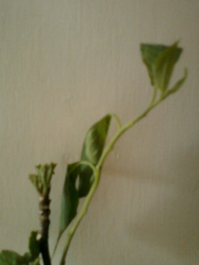 21 iunie 2012-flori 038