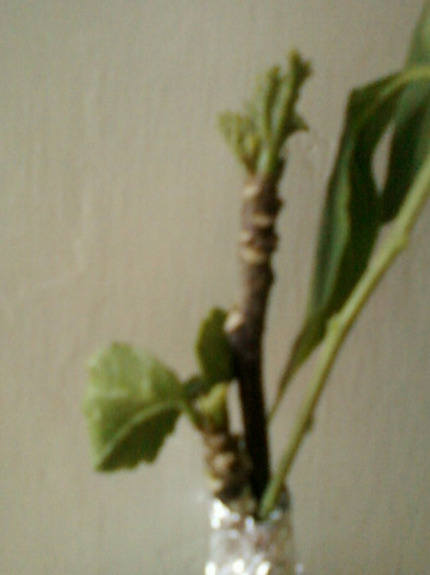 hibi konig si gentiana