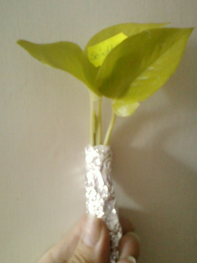 21 iunie 2012-flori 047