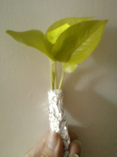 multumesc liuta, surioara !