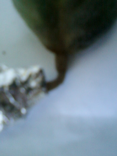 frunza de violeta "decedata"