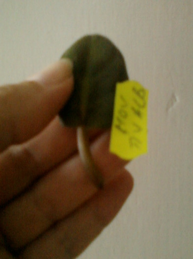 21 iunie 2012-flori 054