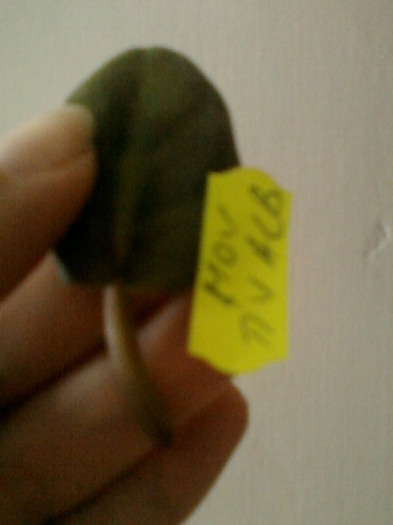 violeta mov +tiv alb