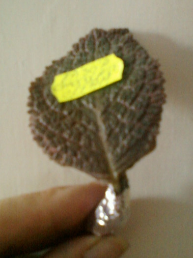 21 iunie 2012-flori 068