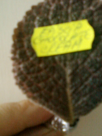 episcia chocolate cream