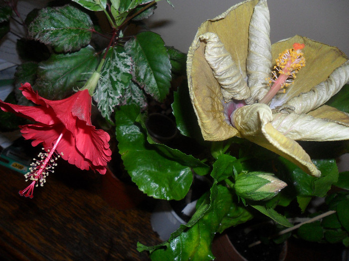 Surinam + Kathie Jones - Hibiscus 2012-1