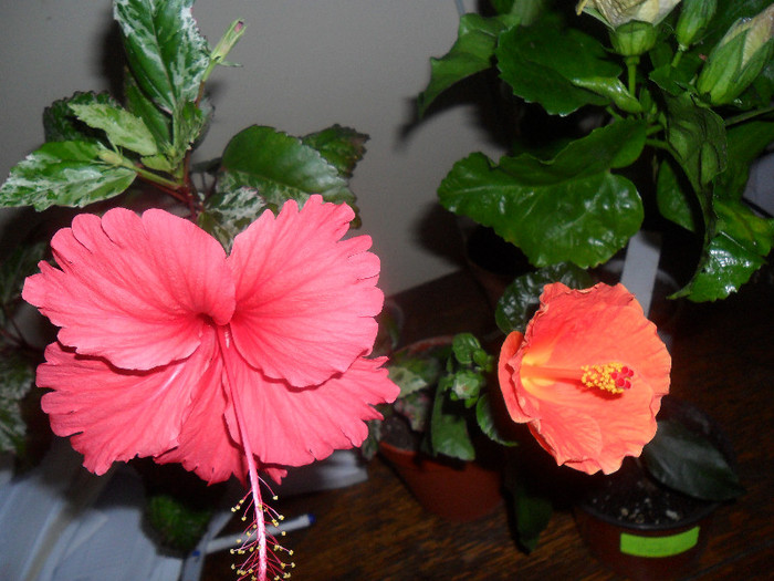 Surinam si Viky Orange