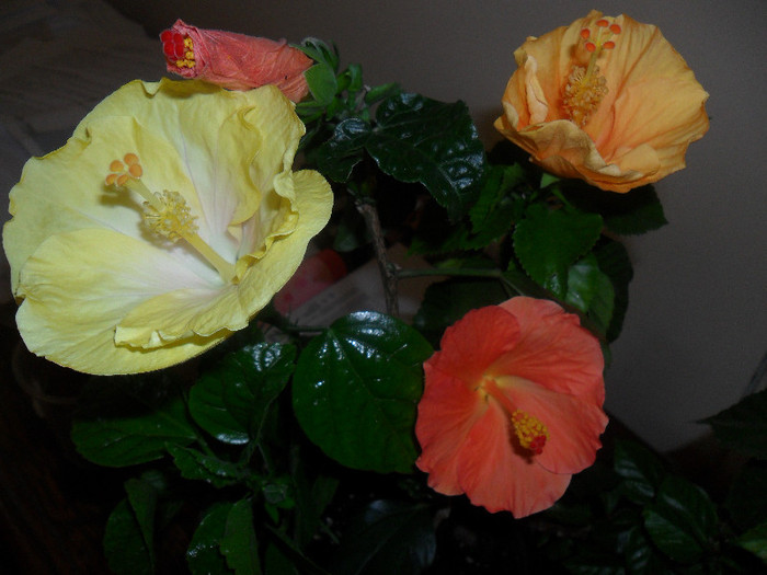 Emily , Hane si Viky Orange