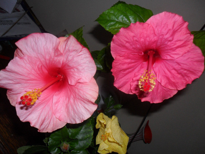 Cancun si Roz de Arad