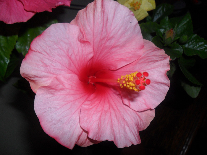Cancun - Hibiscus 2012-1