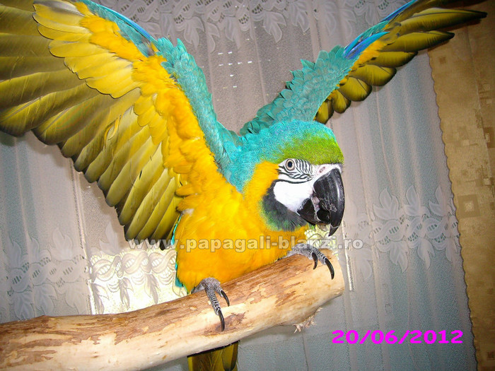 papagal Ara Ararauna - papagali blanzi - Timisoara