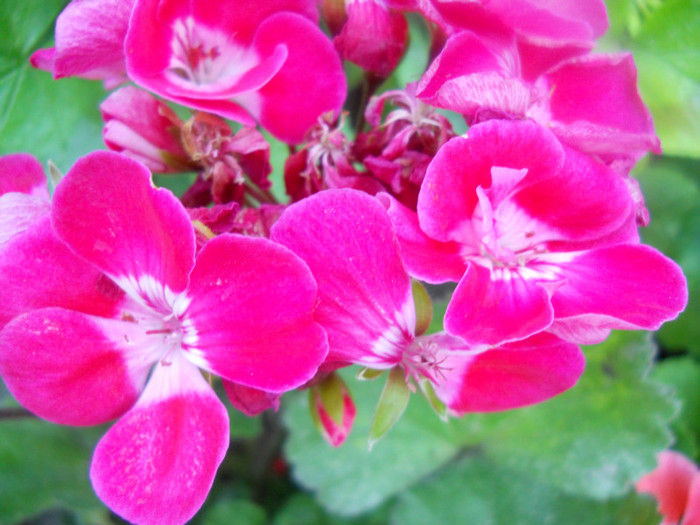 DSCN2894
