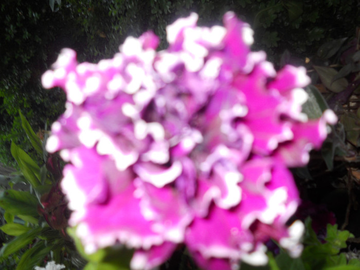 DSCN2904
