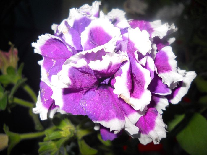 DSCN2905