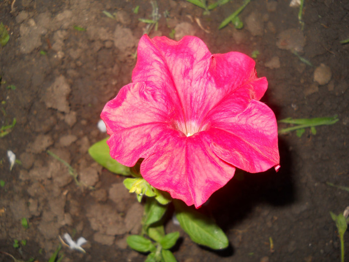 DSCN2906