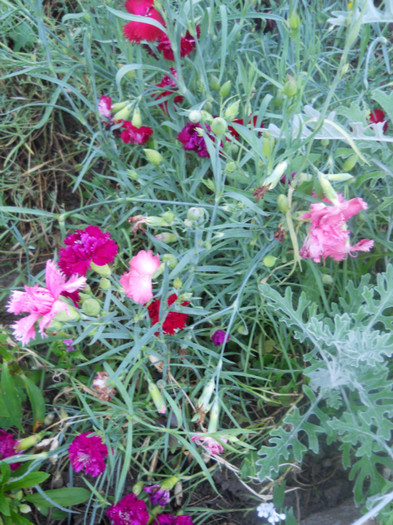DSCN2924