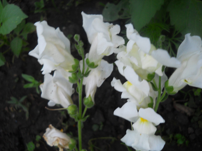 DSCN2955