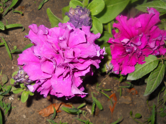 DSCN2961