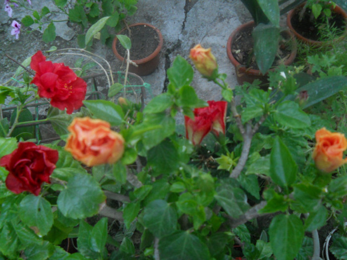 DSCN2964