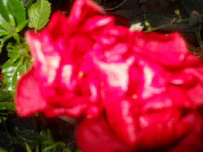 DSCN2966