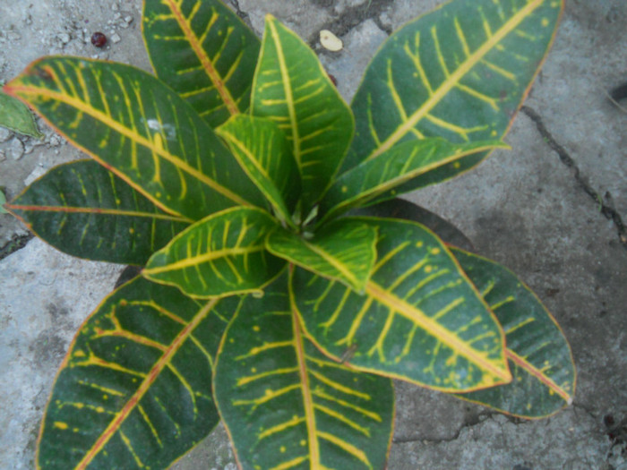 DSCN2968