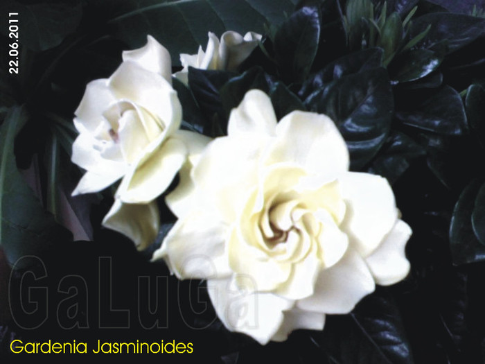 Gardenia Jasminoides - Gardenia Jasminoides