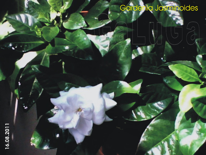 Gardenia Jasminoides