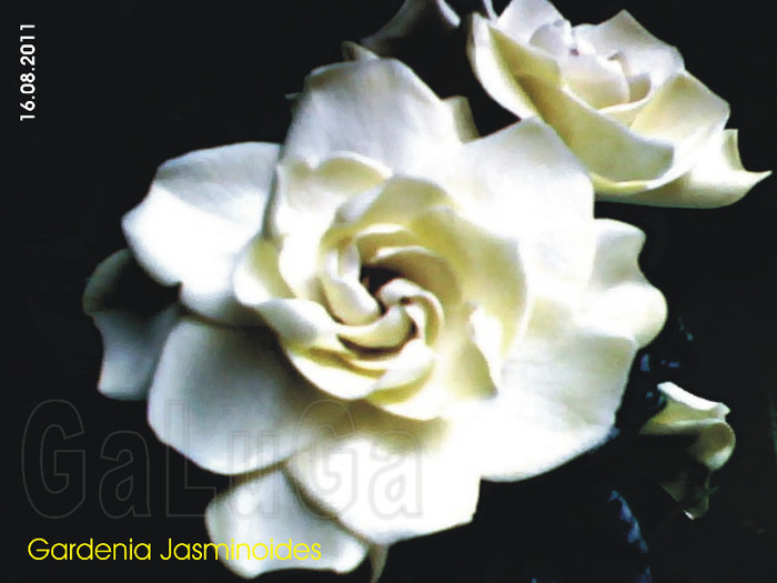 Gardenia Jasminoides - Gardenia Jasminoides