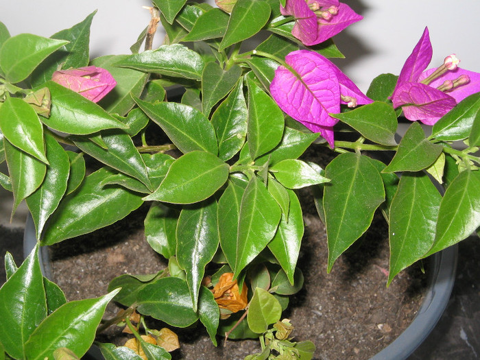 IMG_4330 - bougainvillea 2012