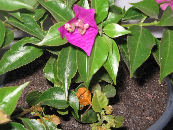 bouga mix - bougainvillea 2012