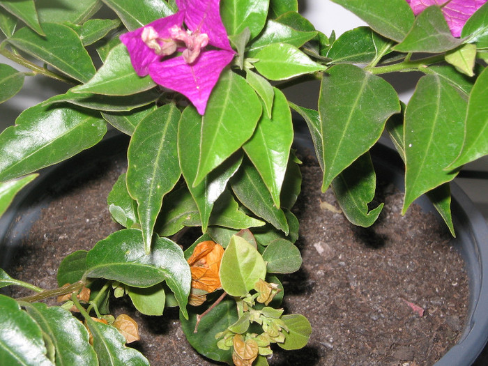IMG_4332 - bougainvillea 2012