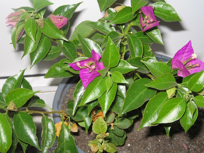 IMG_4333 - bougainvillea 2012