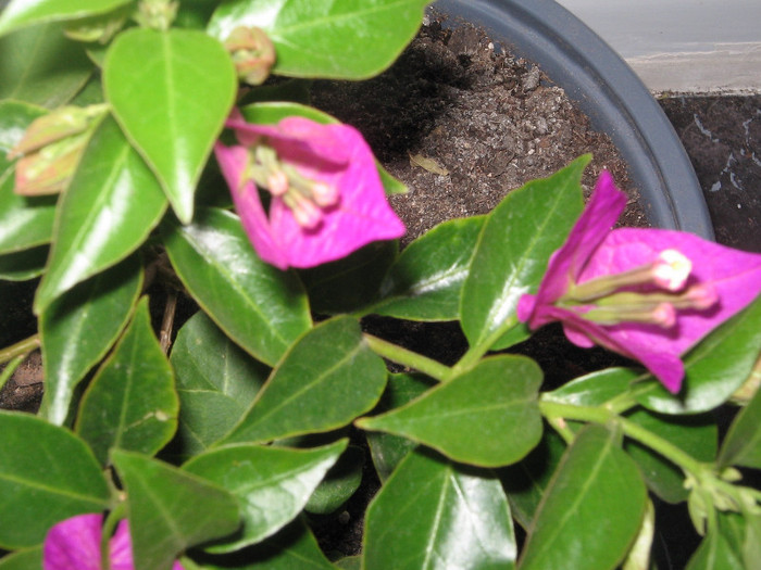 IMG_4335 - bougainvillea 2012