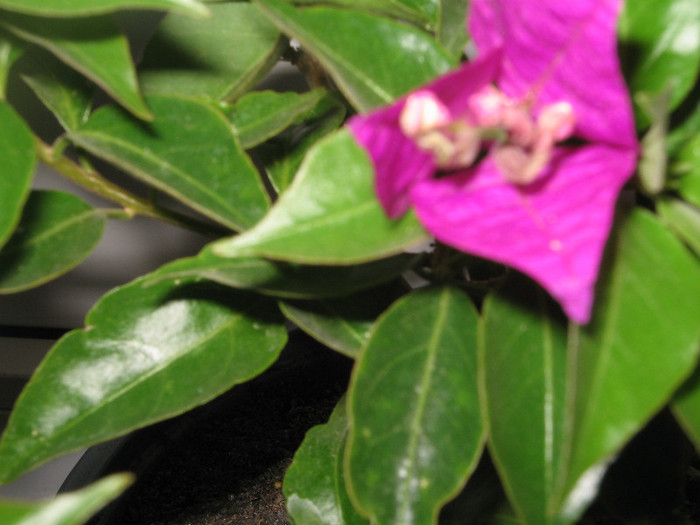 IMG_4336 - bougainvillea 2012