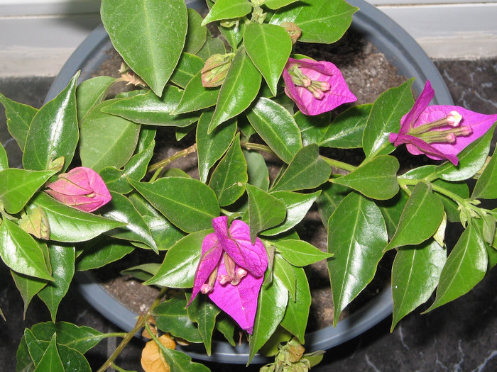 IMG_4337 - bougainvillea 2012