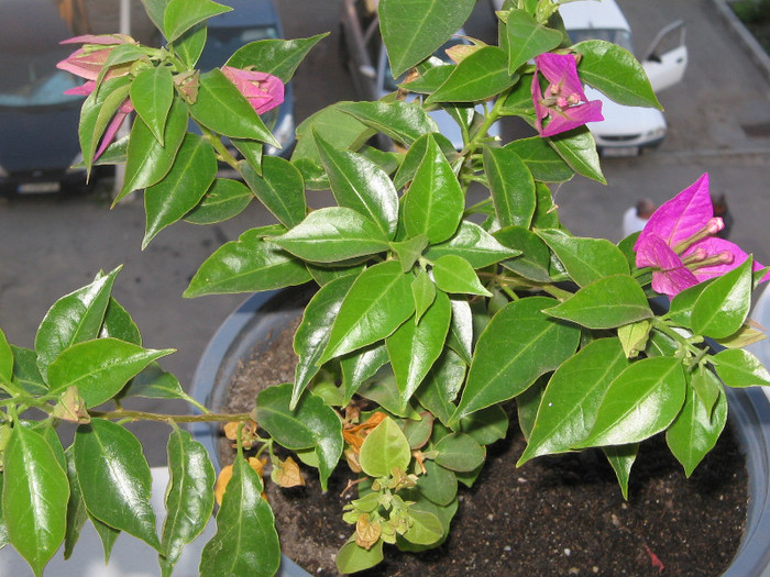 IMG_4338 - bougainvillea 2012
