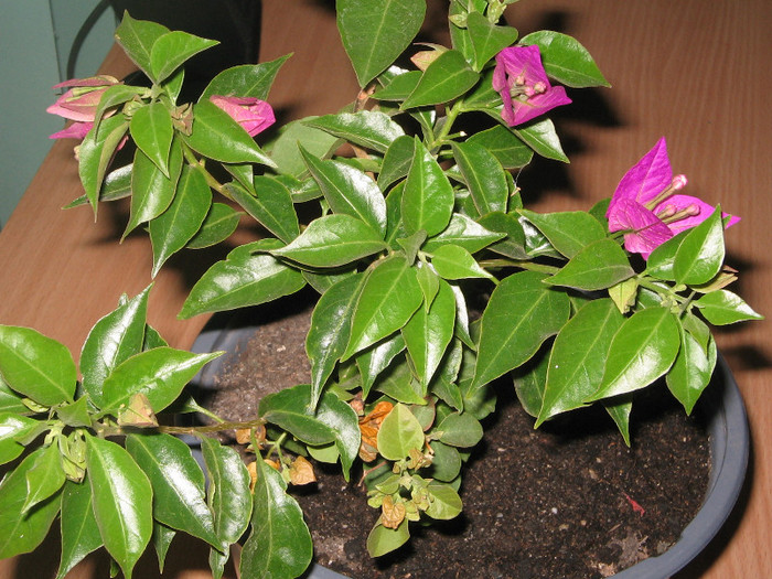 IMG_4339 - bougainvillea 2012