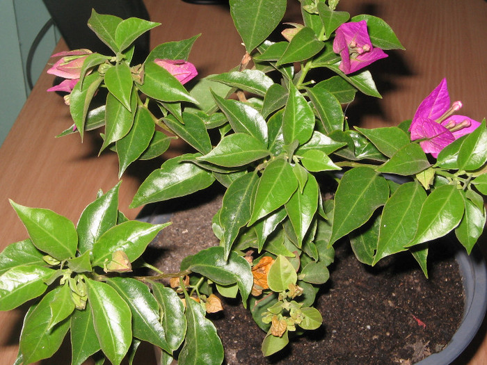 IMG_4340 - bougainvillea 2012