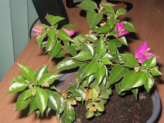 IMG_4341 - bougainvillea 2012