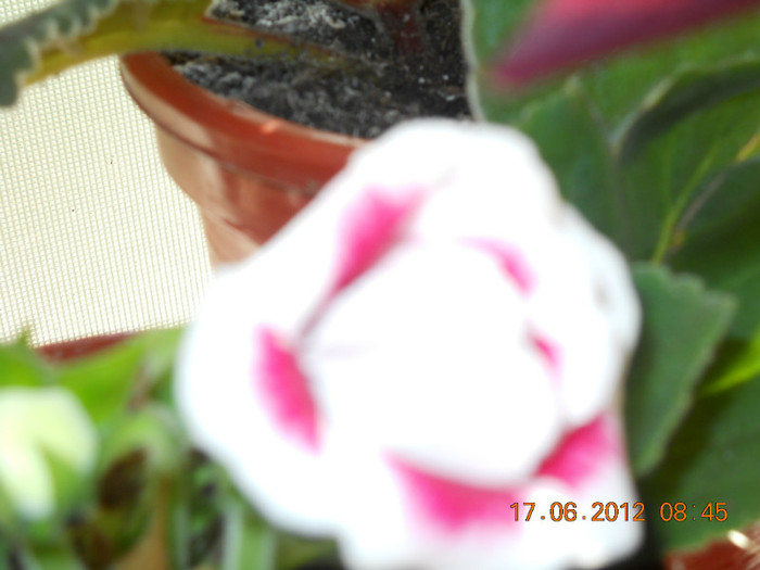21.06.2012 006