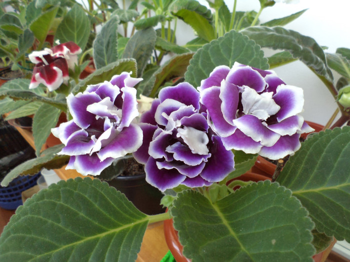 foto