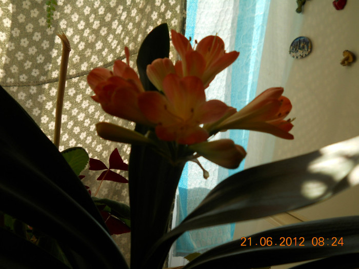 21.06.2012 027