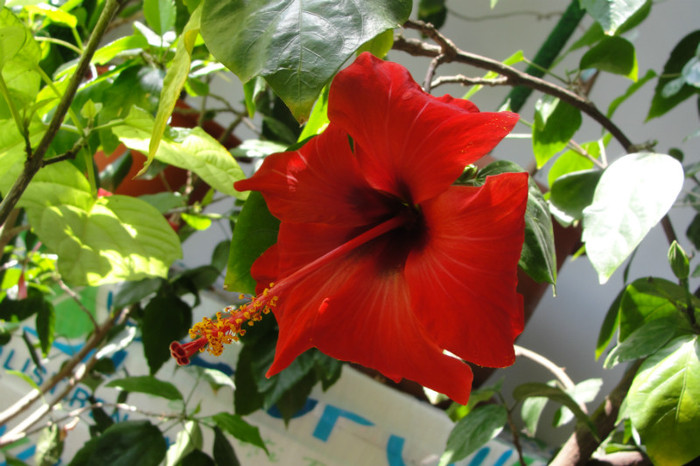 hibi Camdenii - B-hibiscus-2012 2