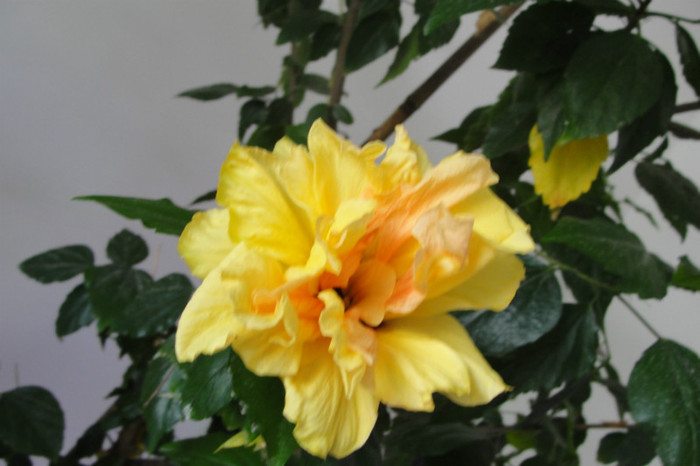 hibi galben batut clasic - B-hibiscus-2012 2