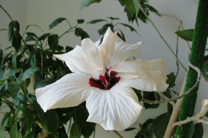 hibi alb dublu clasic - B-hibiscus-2012 2