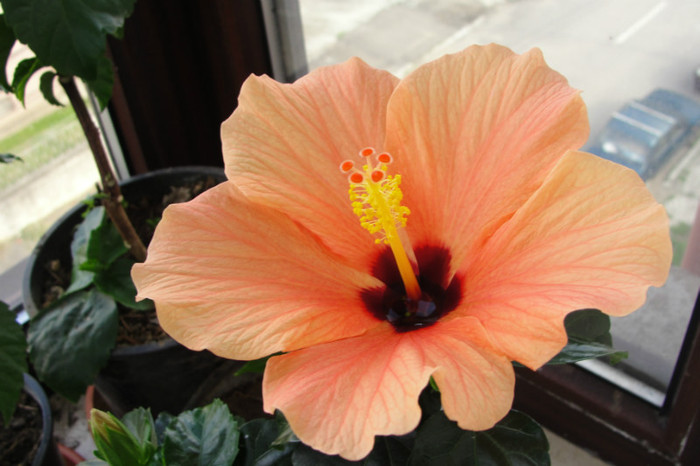 no name - B-hibiscus-2012 2