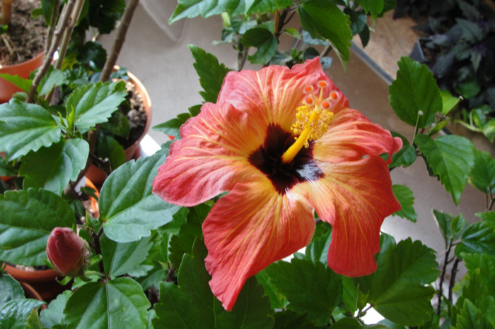 no name - B-hibiscus-2012 2